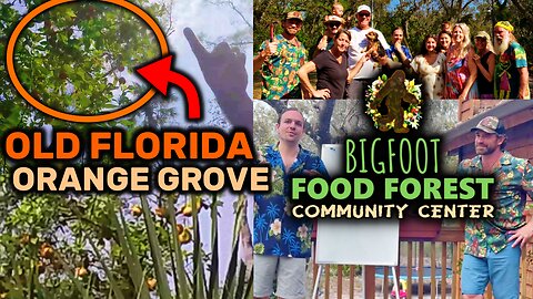 SECRET Old Florida Orange Grove in New Port Richey FL - Bigfoot Food Forest
