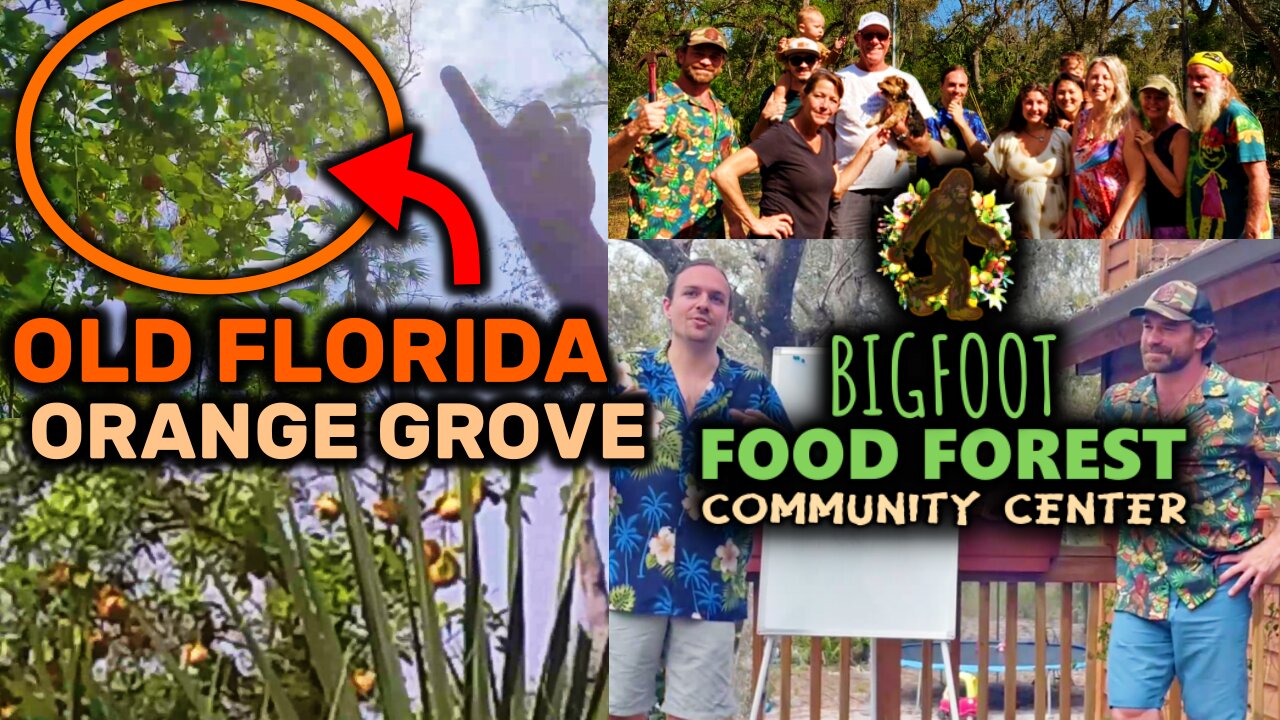 SECRET Old Florida Orange Grove in New Port Richey FL - Bigfoot Food Forest