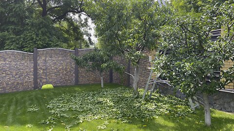 Tree pruning