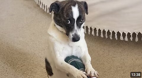 You Can’t Stop Laughing At These Dogs 😹 Funniest Dog Videos of All Time!