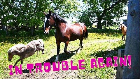 Our HORSES Just Keep GETTING Into TROUBLE!