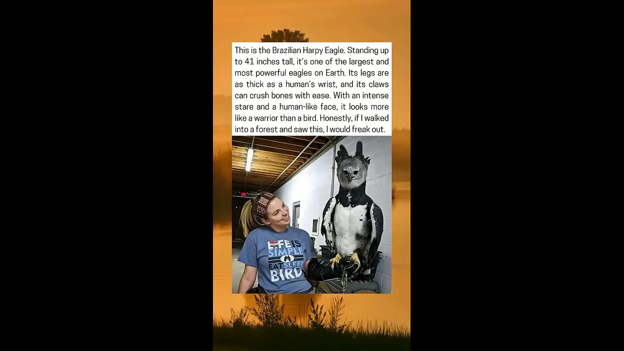 The Majestic Harpy Eagle