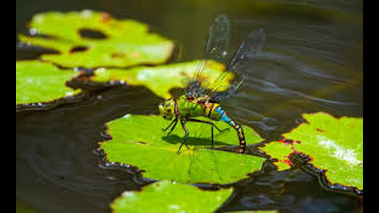 The Secret Life of Dragonflies: A Captivating Journey from Nymph to Aerial Acrobat
