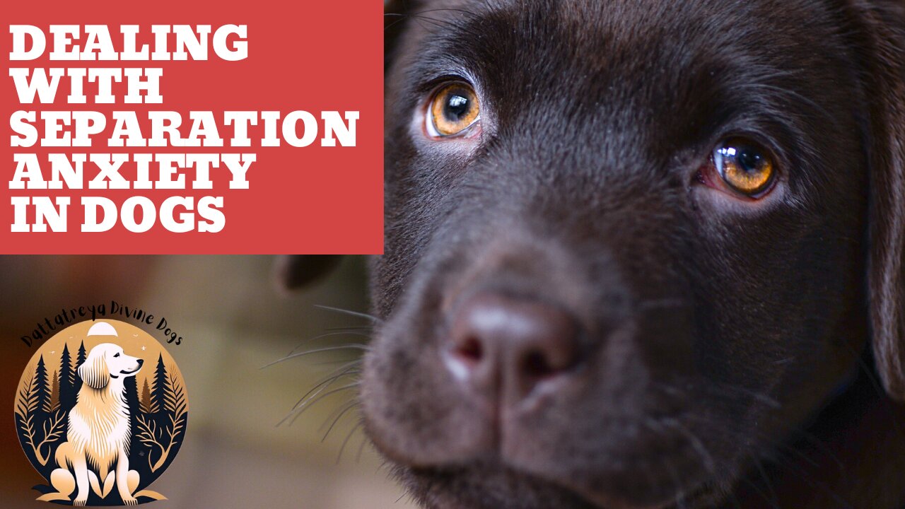 Dealing with Separation Anxiety in Dogs