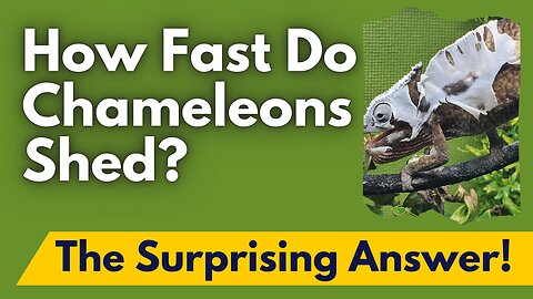 Chameleon Shedding SECRETS Revealed! | How Long Does It REALLY Take?! 🕒👀