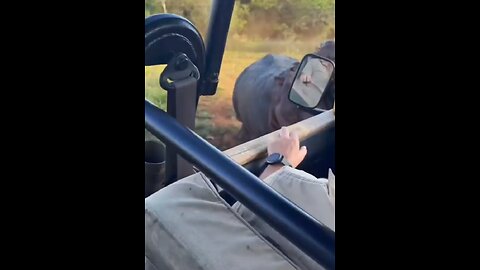 Hippo Attacks Tourist 😳