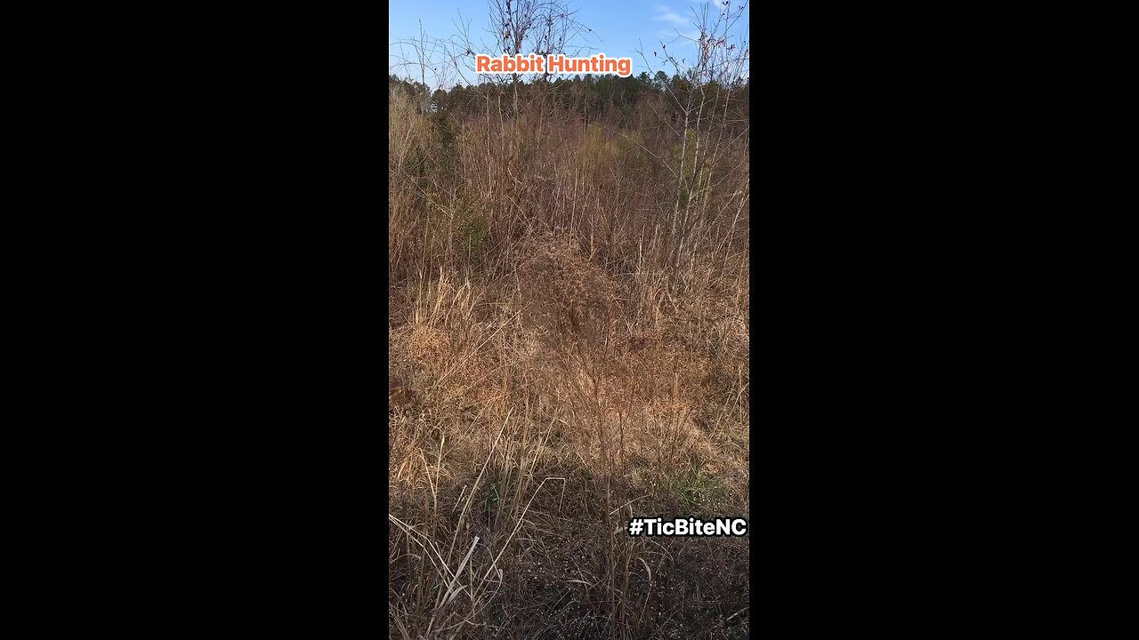 Eastern, North Carolina Rabbit Hunting
