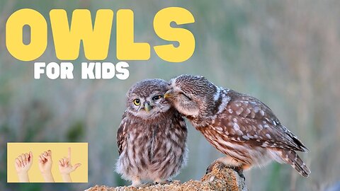 ASL Owls for Kids