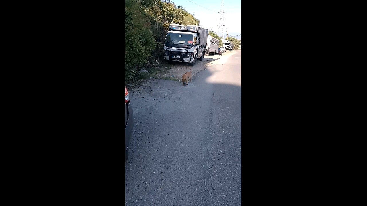 Dog plays with food