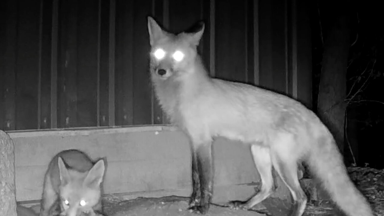 Fox Bringing Home Dinner