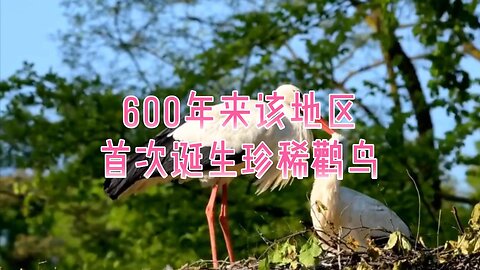 600年来该地区首次诞生珍稀鹳鸟
