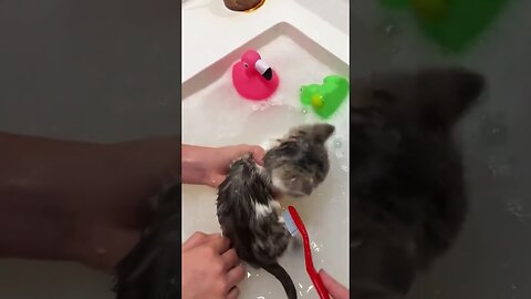 The girl noticed the kitten by the road and saved his life