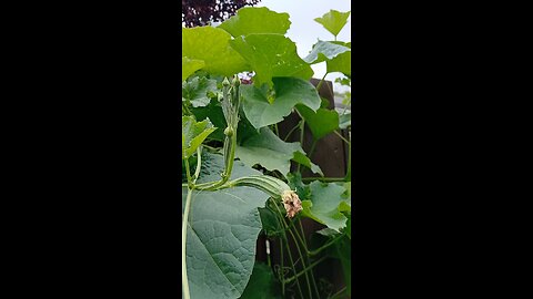 garden fresh organic veg 2025