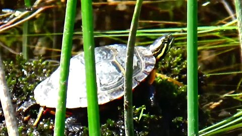 Painted Turtle