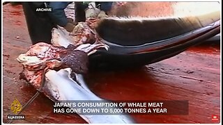 Why is Japan killing whales