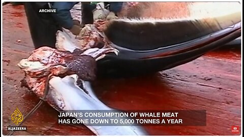 Why is Japan killing whales