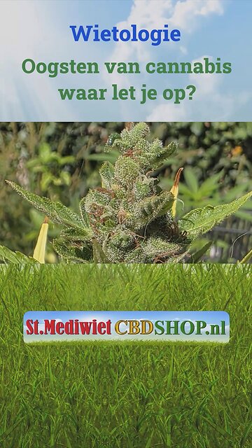 Oogsten van cannabis, waar let je op?