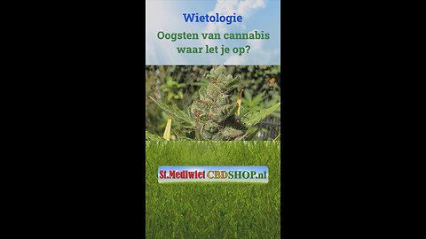 Oogsten van cannabis, waar let je op?