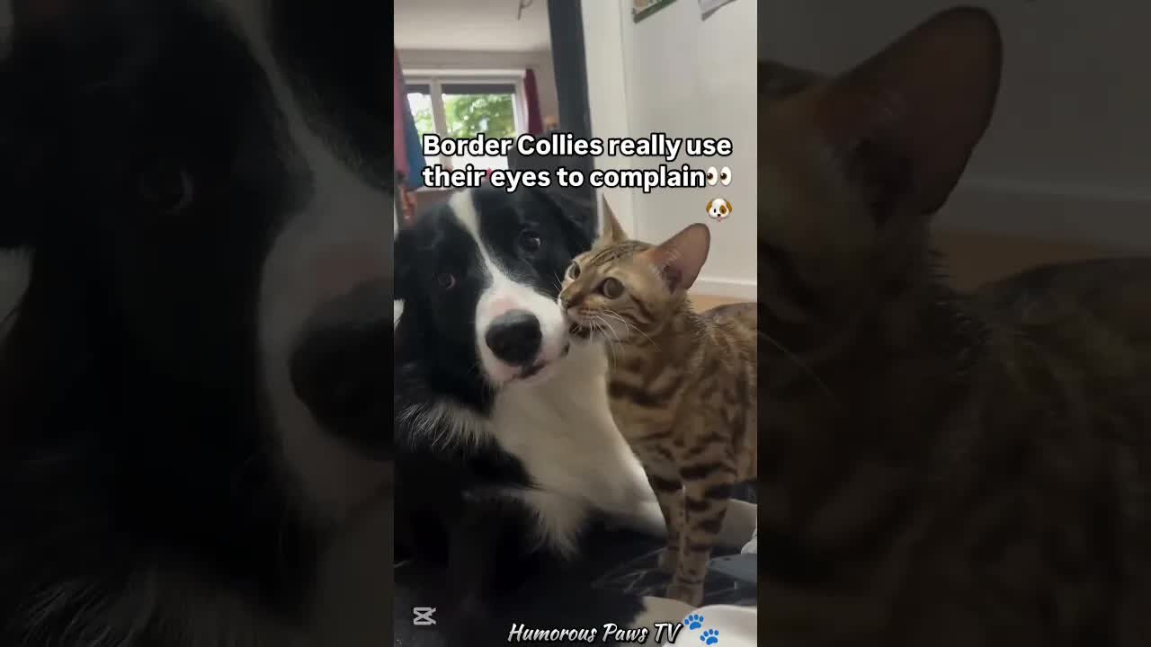 Comedy Level: Animal!