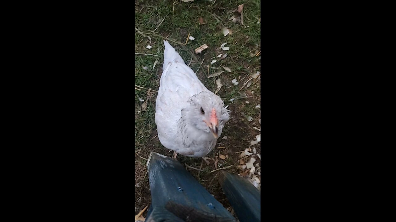 Chickens