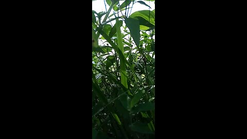 Natural view
