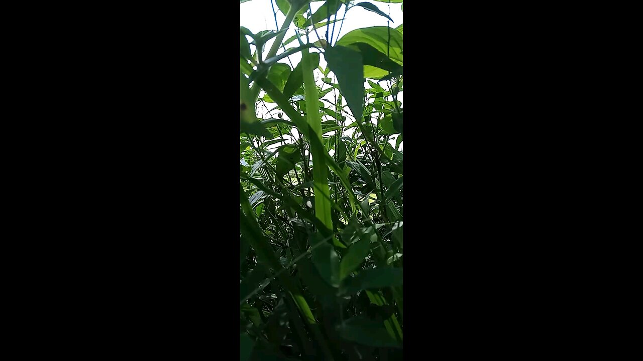 Natural view