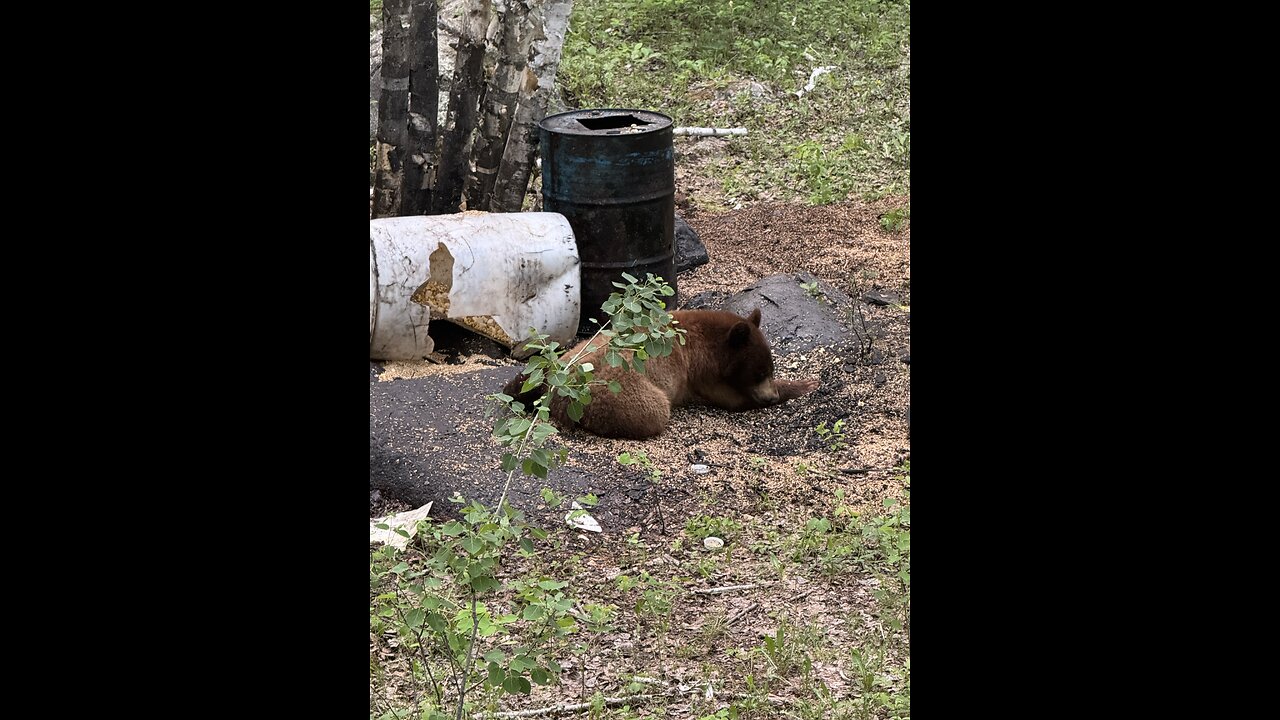Beautiful cinnamon coloured bear