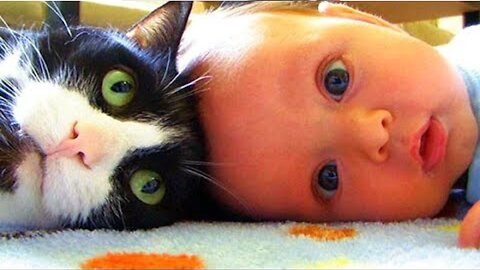 Funny cat playing with the baby