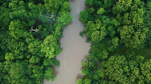 Tranquil Nature Moments nature video #Samar