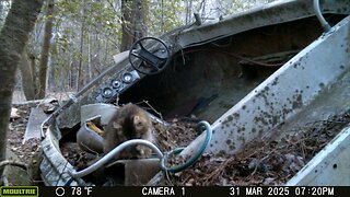 Trailcam