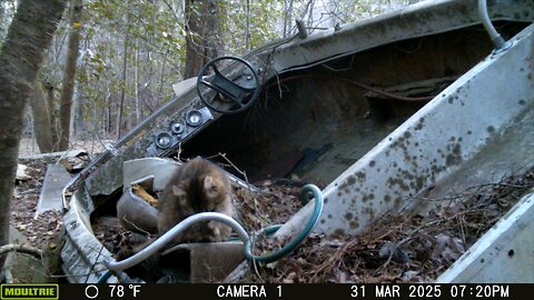 Trailcam