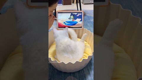 funny animals