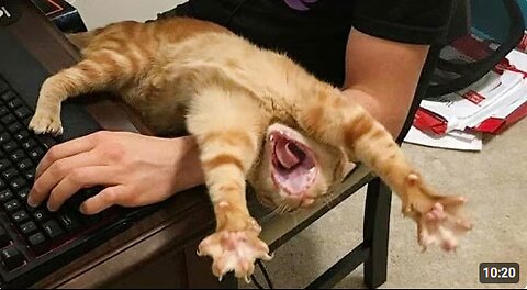 Orange Cats So Overdramatic 😂 Funny Cats Videos 2025