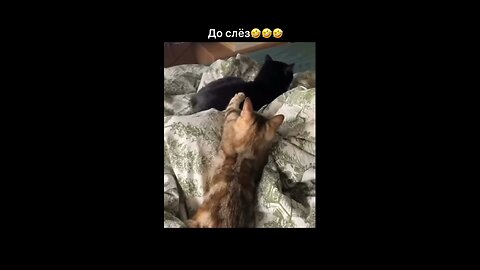 Cute kitties.
