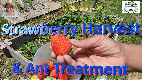 Strawberry Harvest & Ant Treatment - #catshobbycorner #strawberry #pestcontrol