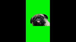 Pug Licking Screen (I’m Looking at Money) | Green Screen #pug #feet #toes #lick #school #fyp