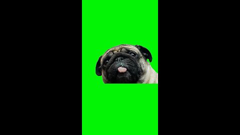 Pug Licking Screen (I’m Looking at Money) | Green Screen #pug #feet #toes #lick #school #fyp