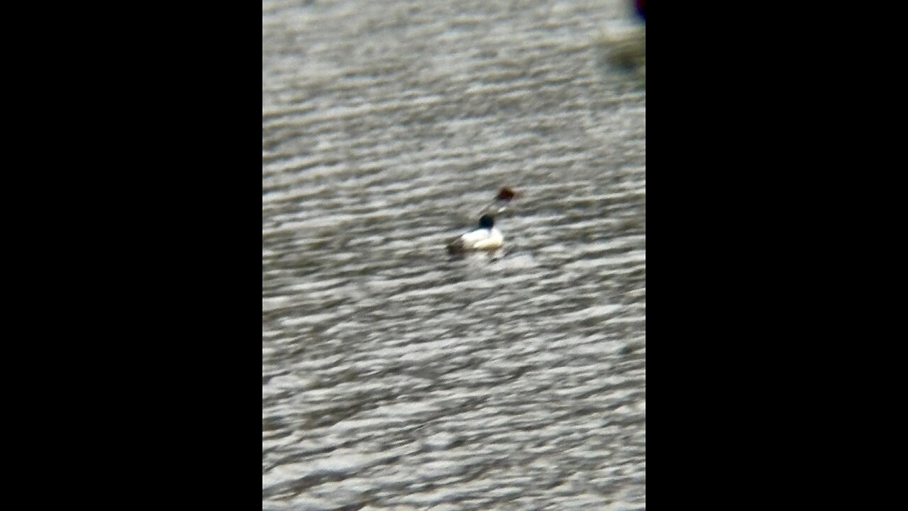 Common Mergansers have migrated now to Central Wisconsin