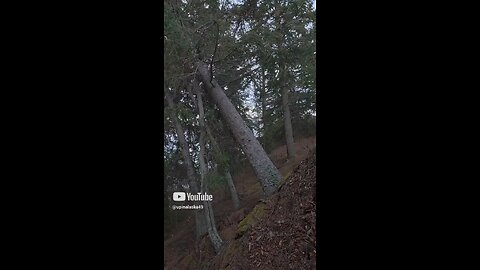 Strong wind blows tree over #Alaska #Camping #Outdoors #Nature #DJI #Hiking #Bushcraft #Survival