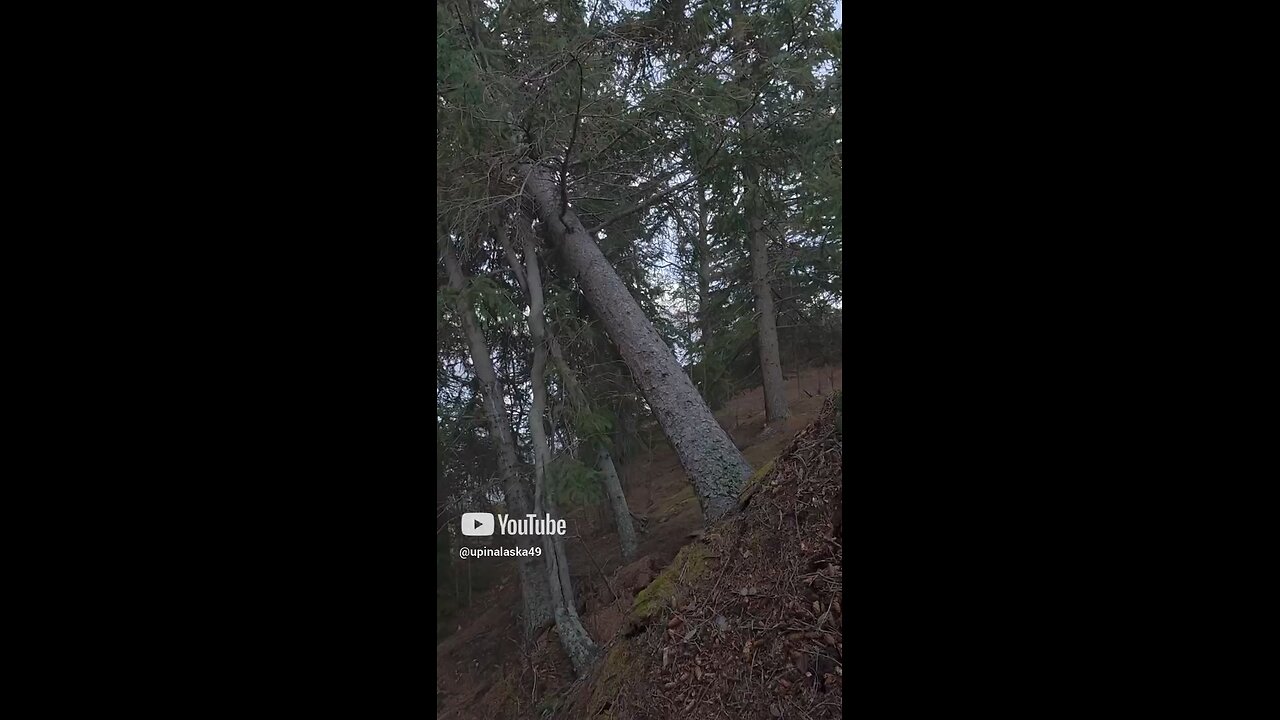 Strong wind blows tree over #Alaska #Camping #Outdoors #Nature #DJI #Hiking #Bushcraft #Survival