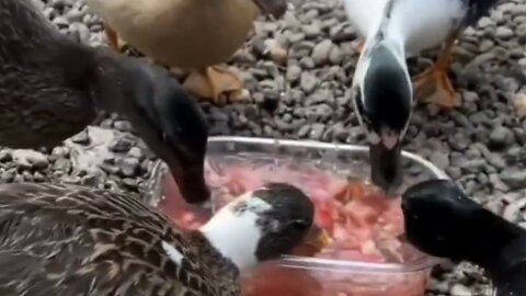 These animals will never go unnoticed!