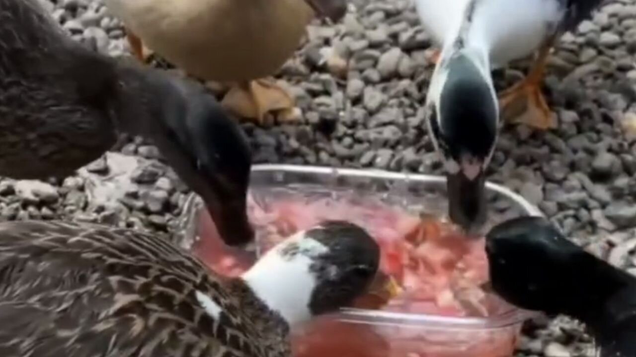 These animals will never go unnoticed!