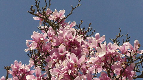Brooklyn Botanic Garden