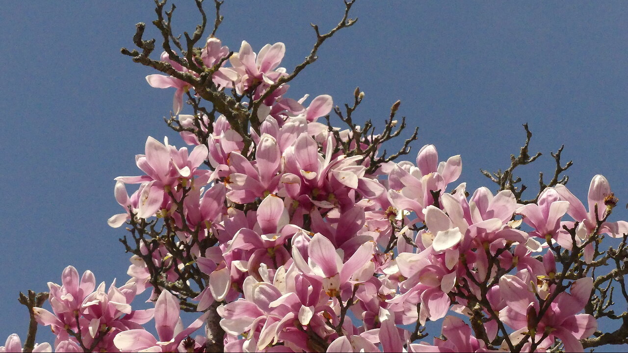 Brooklyn Botanic Garden