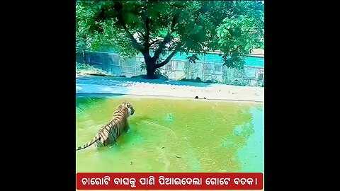 Tiger with duck