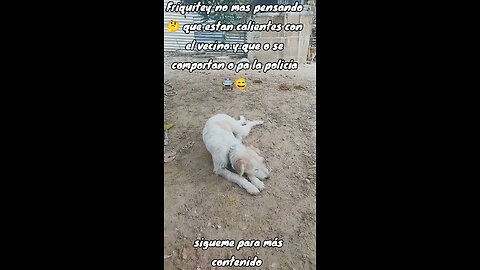 Friquitey Thinking That Getting Mad At The Neighbor Won’t Lead To The Police 😁🐕‍🦺😂