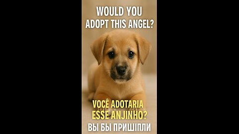 Would You Adopt This Little Angel? 🐶❤️ Get Ready to Fall in Love!