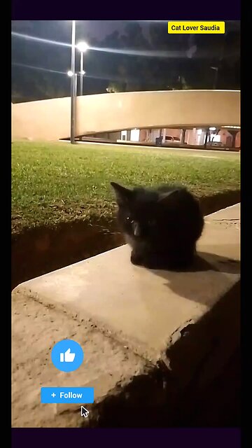 "When your cat's got more personality than most people. 🐱✨ #Catitude #FelineFun #CutenessOverload"