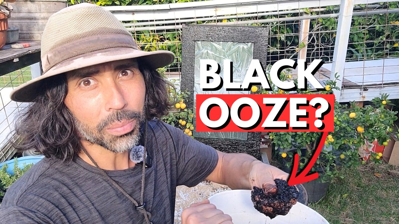 You’ll NEVER Buy Bagged Soil Again After Hearing My Story!