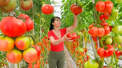Giant Tomato Harvest | Modern Greenhouse Farming | Organic Vegetables #bushcraft #farming